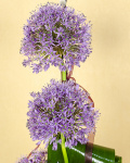 Buchet Allium decorat cu salix şi aspidistra