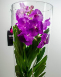 Orhidee Vanda roz – imaginea 4