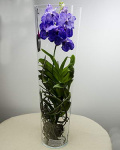 Purple Vanda orchid – imaginea 1