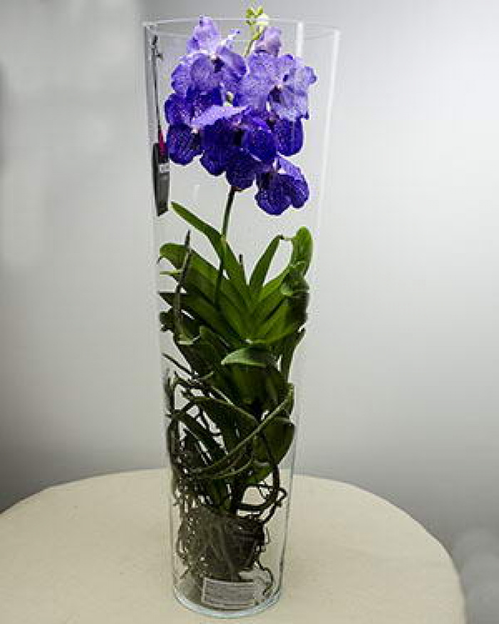 Purple Vanda orchid – imaginea 1