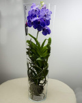 Purple Vanda orchid – imaginea 2