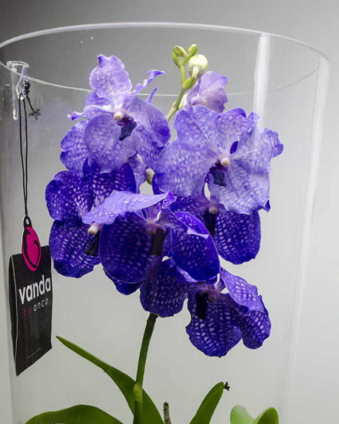 Purple Vanda orchid – imaginea 3