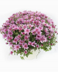 Chrysanthemums in a pot – imaginea 1