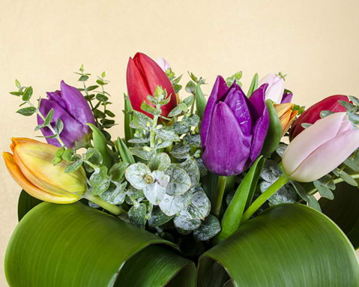 Buquet with 11 colored tulips, Aspidistra curls and eucalyptus  – imaginea 3