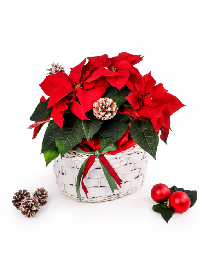 Poinsettia arrangement – imaginea 1