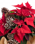Christmas Star arrangement – imaginea 2