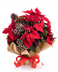 Christmas Star arrangement