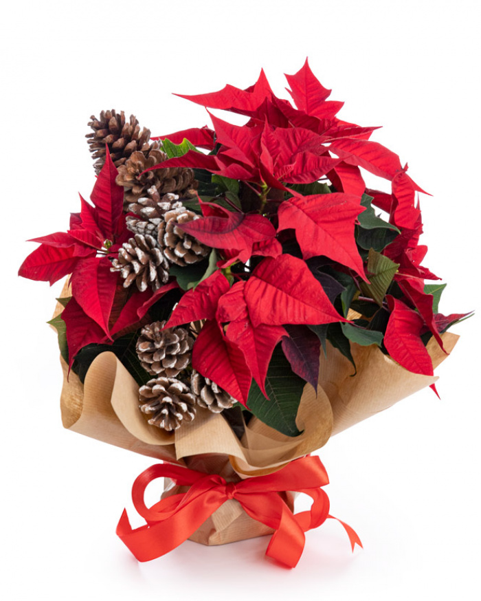 Christmas Star arrangement