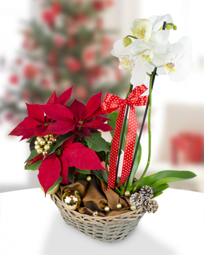 Aranjament cu orhidee Phalaenopsis şi Euphorbia – imaginea 1