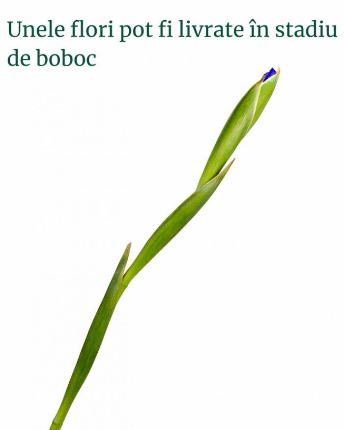 Bouquet of tulips and irises – the image 4