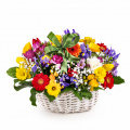 Cos cu irişi gerbera şi narcise