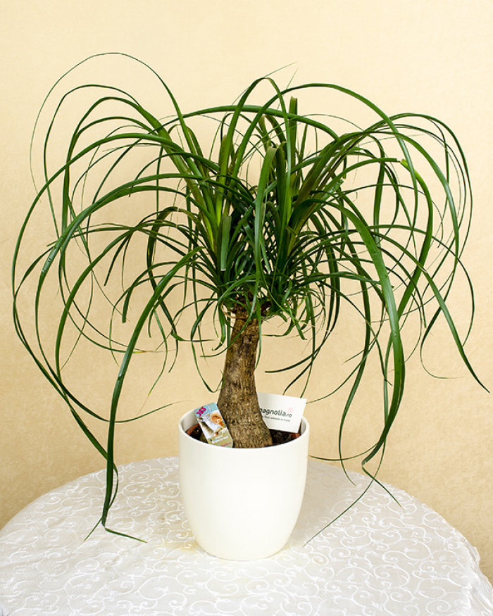 Planta Nolina