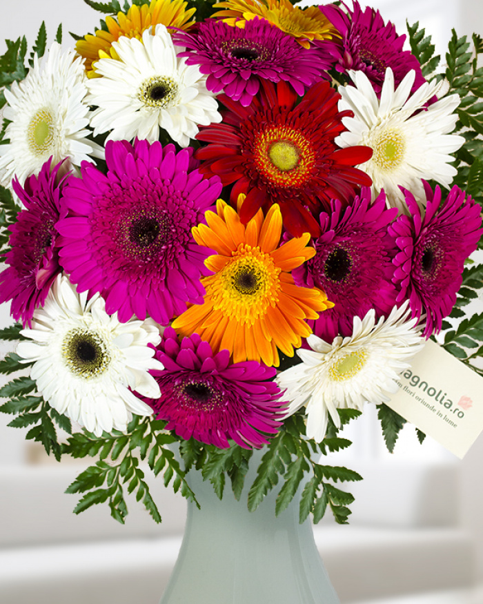 Buchet gerbera multicolora – imaginea 1