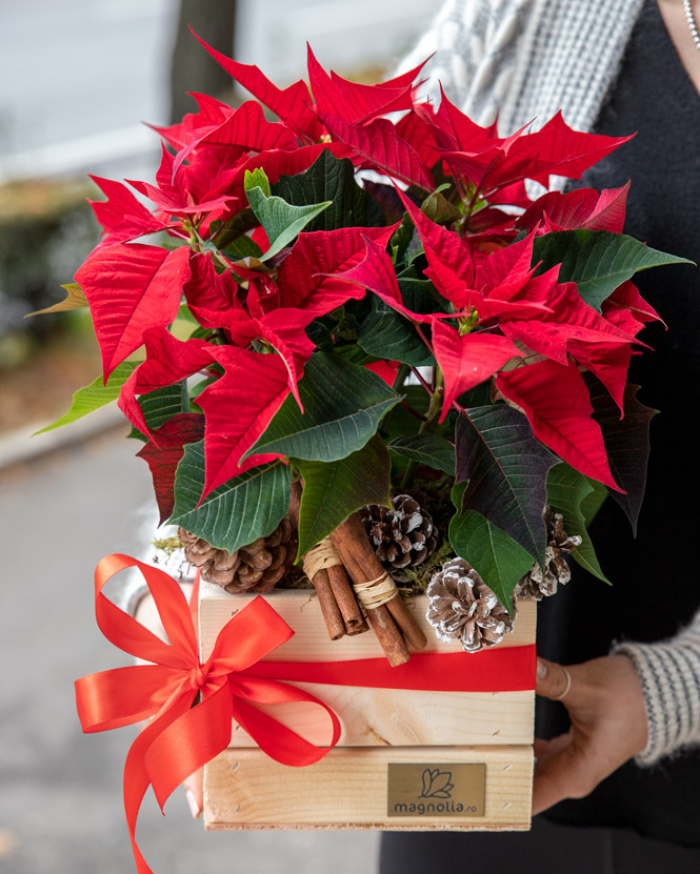 Christmas arrangement with Euphorbia – imaginea 3