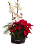 Arrangement with euphorbia and phalaenopsis – imaginea 1