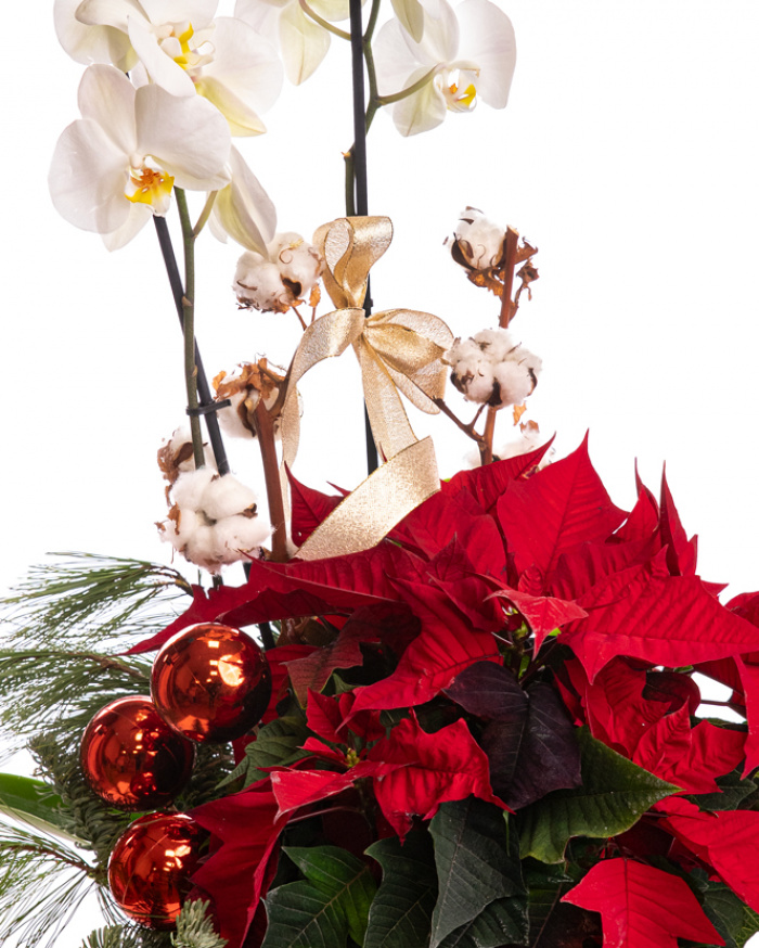 Arrangement with euphorbia and phalaenopsis – imaginea 2