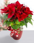 Arrangement with euphorbia floavoured with cinnamon – imaginea 1