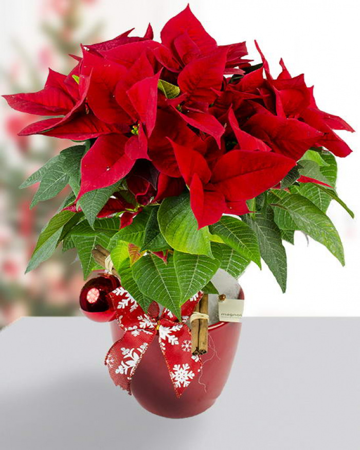 Arrangement with euphorbia floavoured with cinnamon – imaginea 1