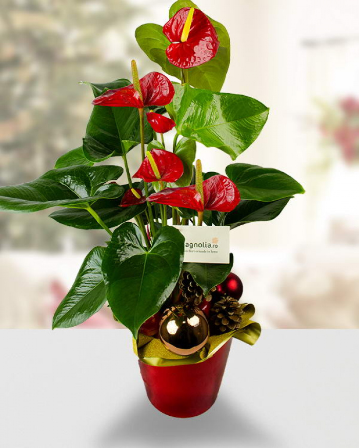 Christmas arrangement with anthurium – imaginea 1