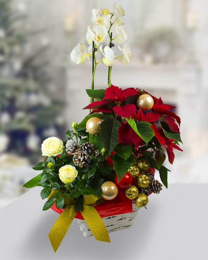 Aranjament cu euphorbia trandafiri și phalaenopsis – imaginea 1