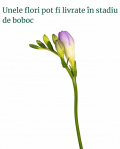 Buchet frezii şi trandafiri – imaginea 4
