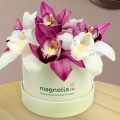 Aranjament in cutie cu orhidee cymbidium