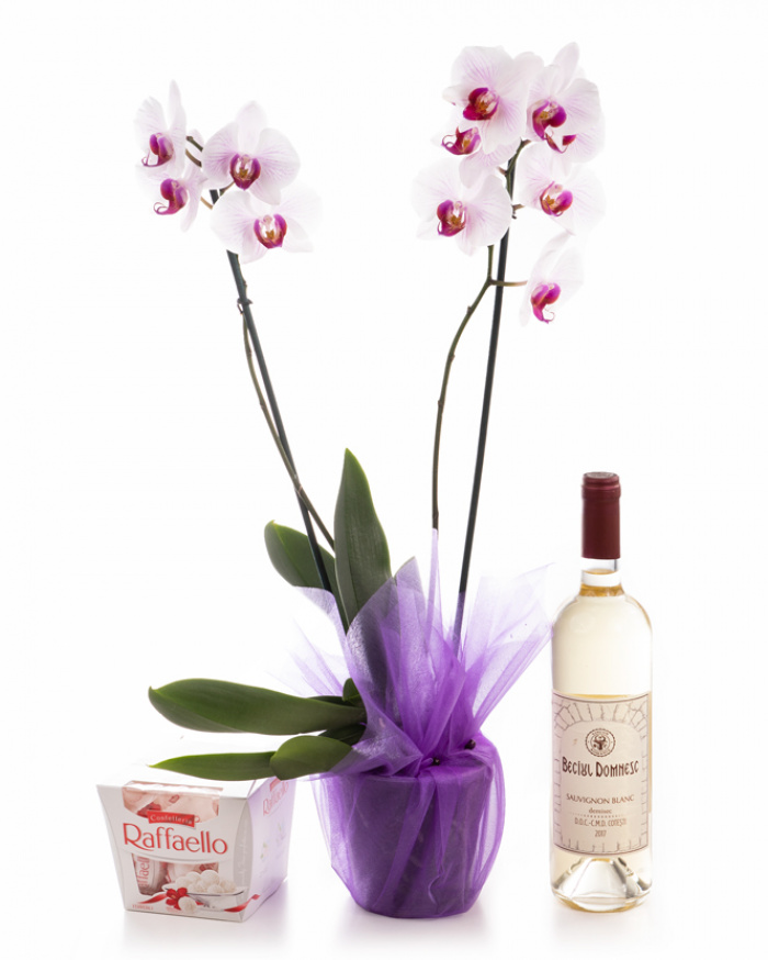 Aranjament orhidee Phalaenopsis roz – imaginea 1