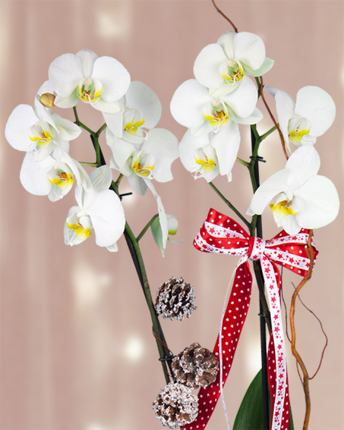 Orhidee Phalaenopsis cu accesorii de iarna
