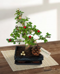 Bonsai decorat cu globuri