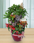 Christmas plant – imaginea 1