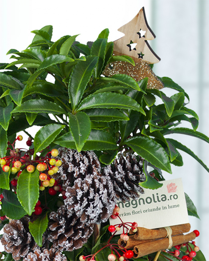 Christmas plant – imaginea 2