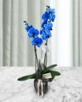 Blue Phalaenopsis orchid  – imaginea 1