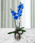 Orhidee Phalaenopsis albastra – imaginea 1