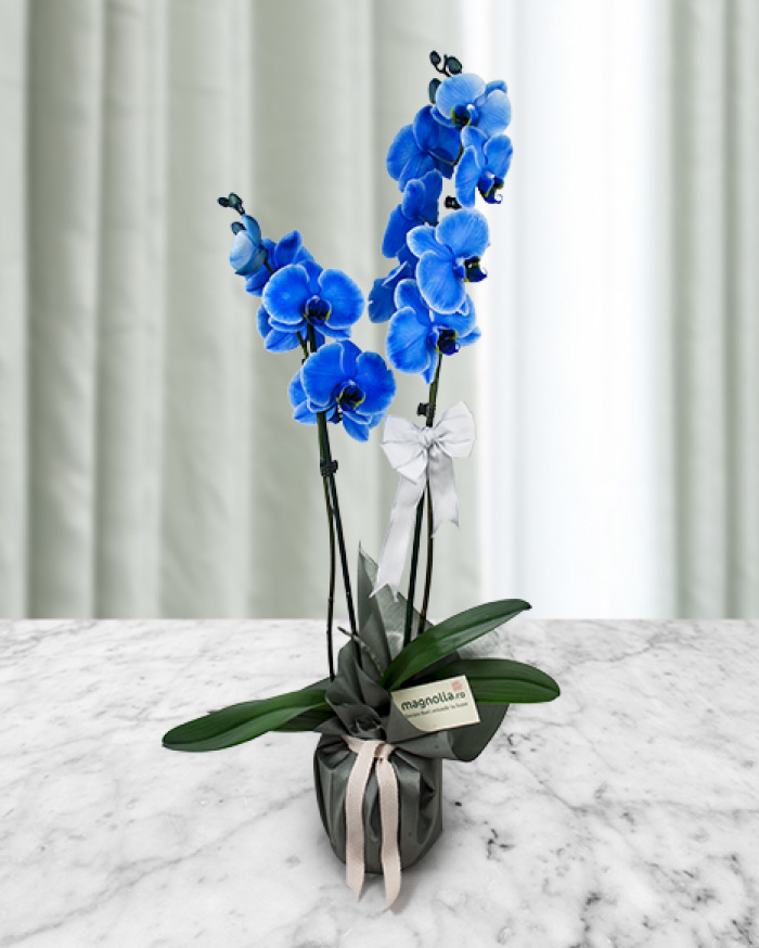 Blue Phalaenopsis orchid  – imaginea 1