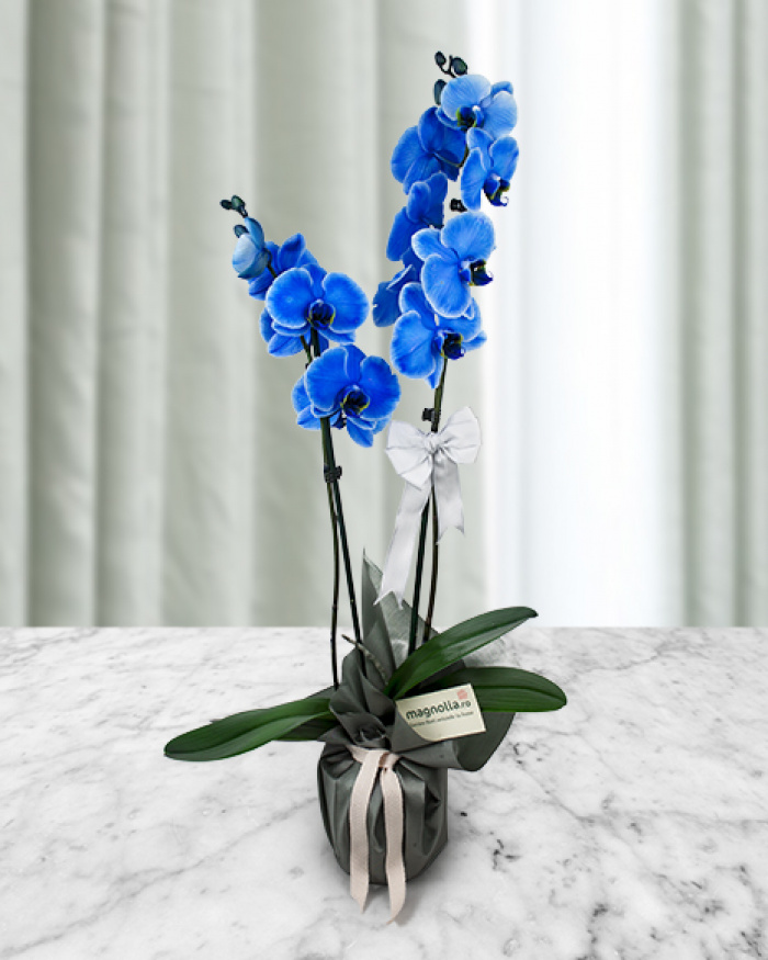 Orhidee Phalaenopsis albastra – imaginea 1