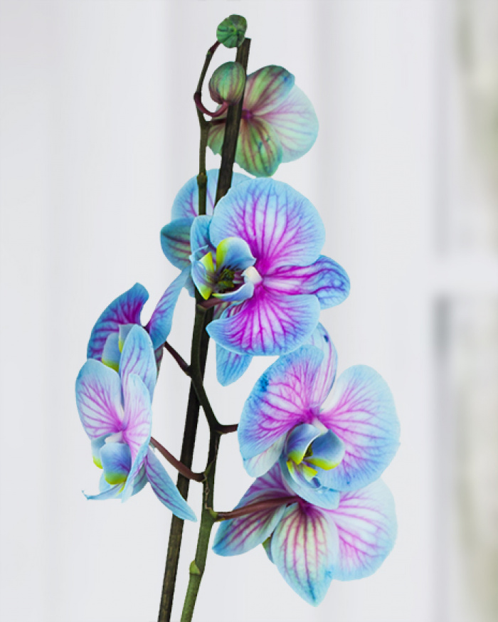 Orhidee Phalaenopsis in 2 culori – imaginea 2