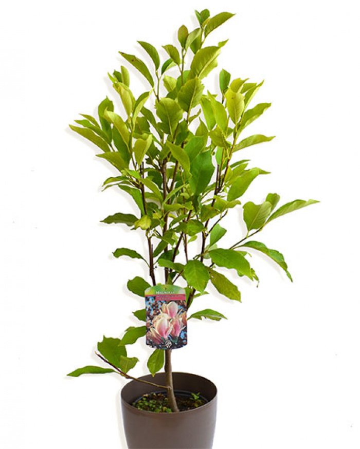 Magnolia in a pot – imaginea 1