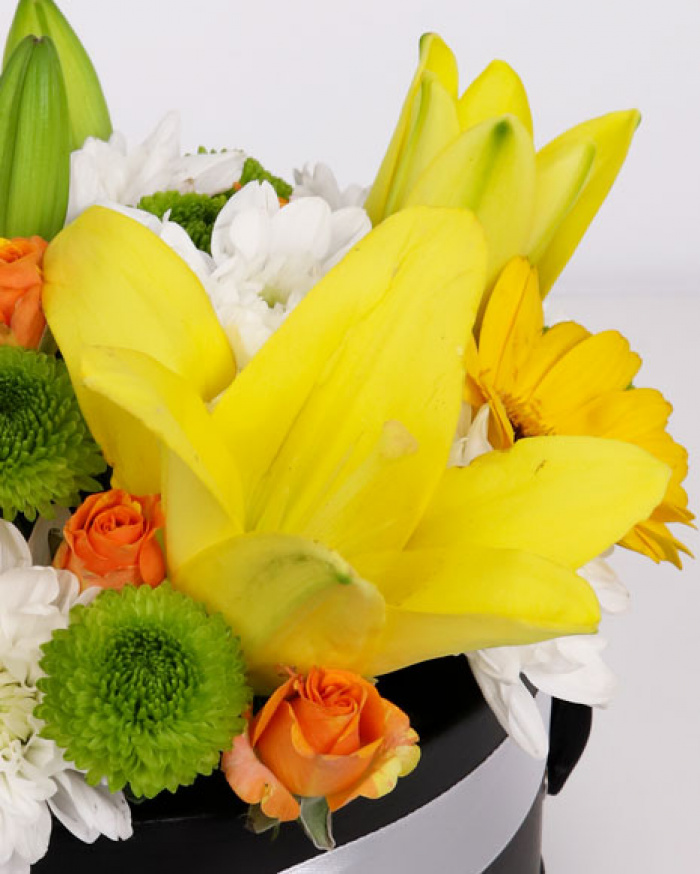 Box with yellow germinis – imaginea 2