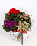 Cos cu plante – imaginea 1