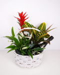 Basket with plants and sparkling wine – imaginea 1