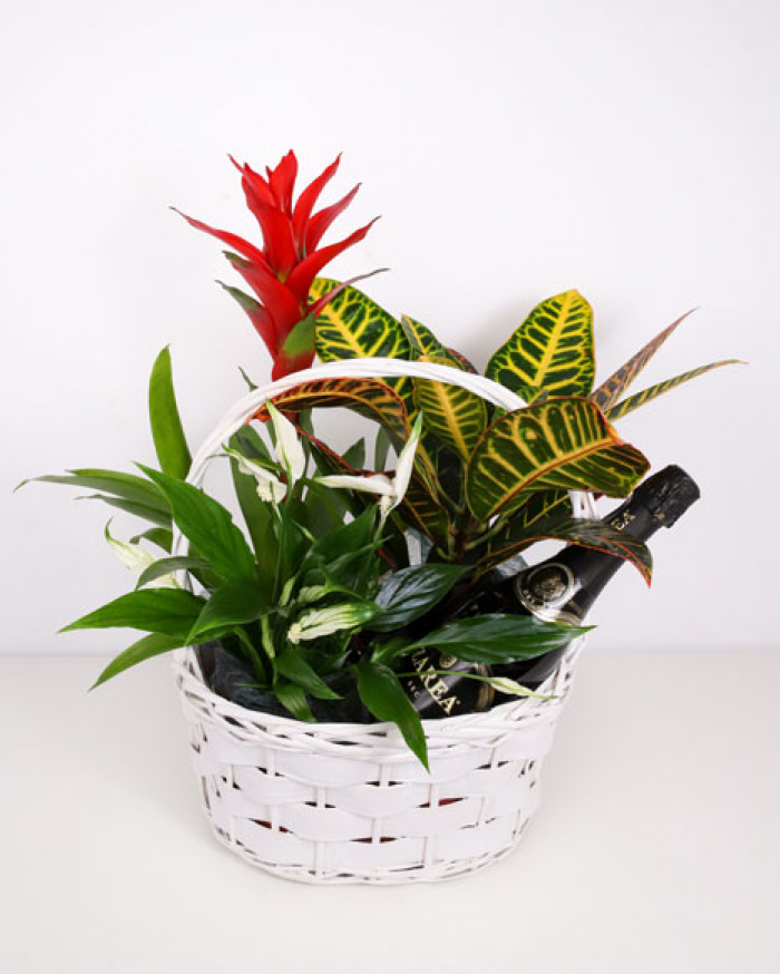 Basket with plants and sparkling wine – imaginea 1