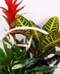 Basket with plants and sparkling wine – imaginea 2
