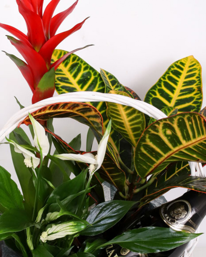 Basket with plants and sparkling wine – imaginea 2