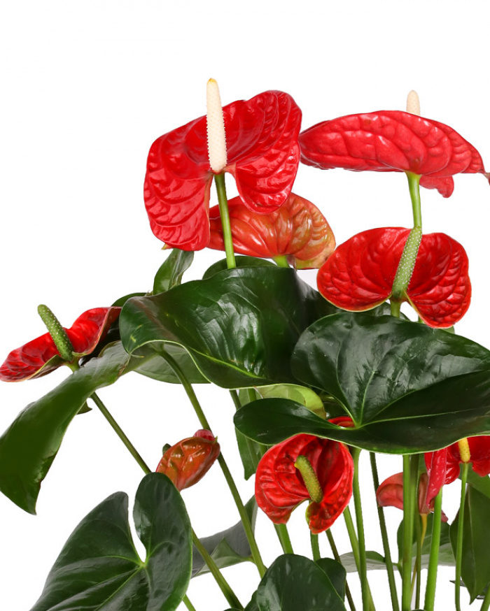 Anthurium Plant  – imaginea 2