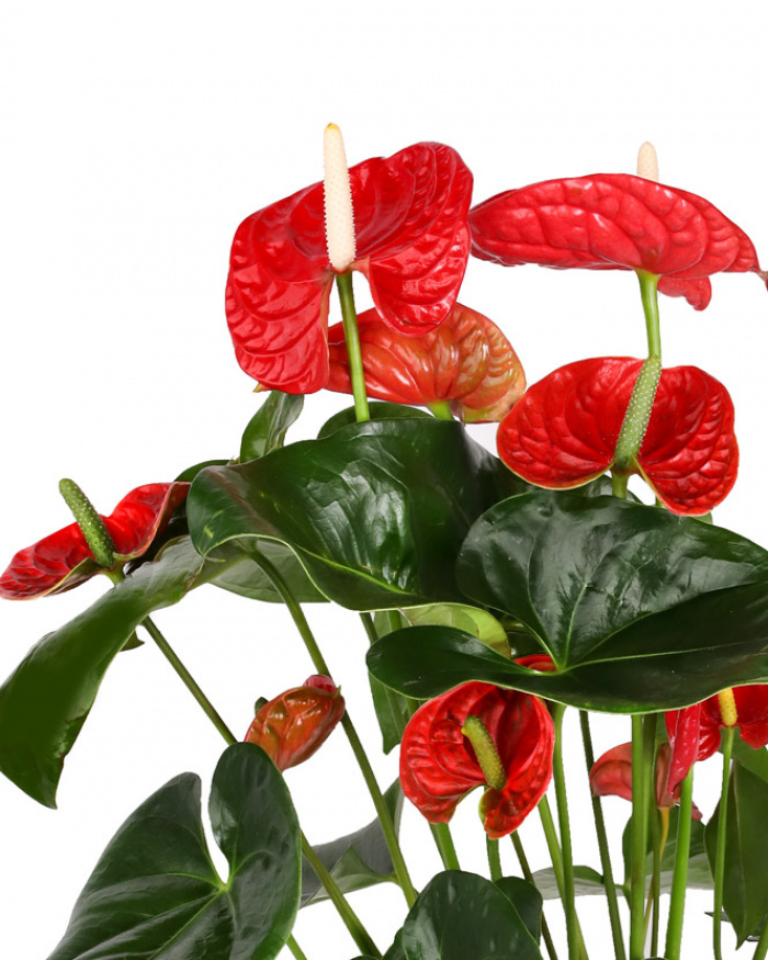 Planta Anthurium – imaginea 2
