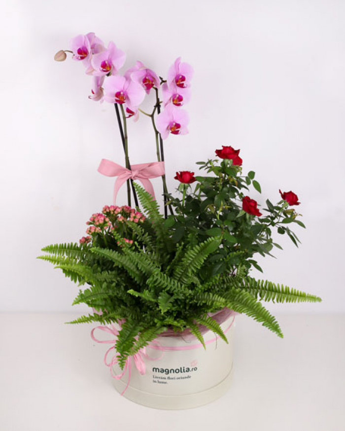 Box arrangament with orchids – imaginea 1