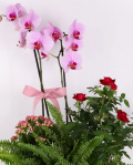 Box arrangament with orchids – imaginea 2