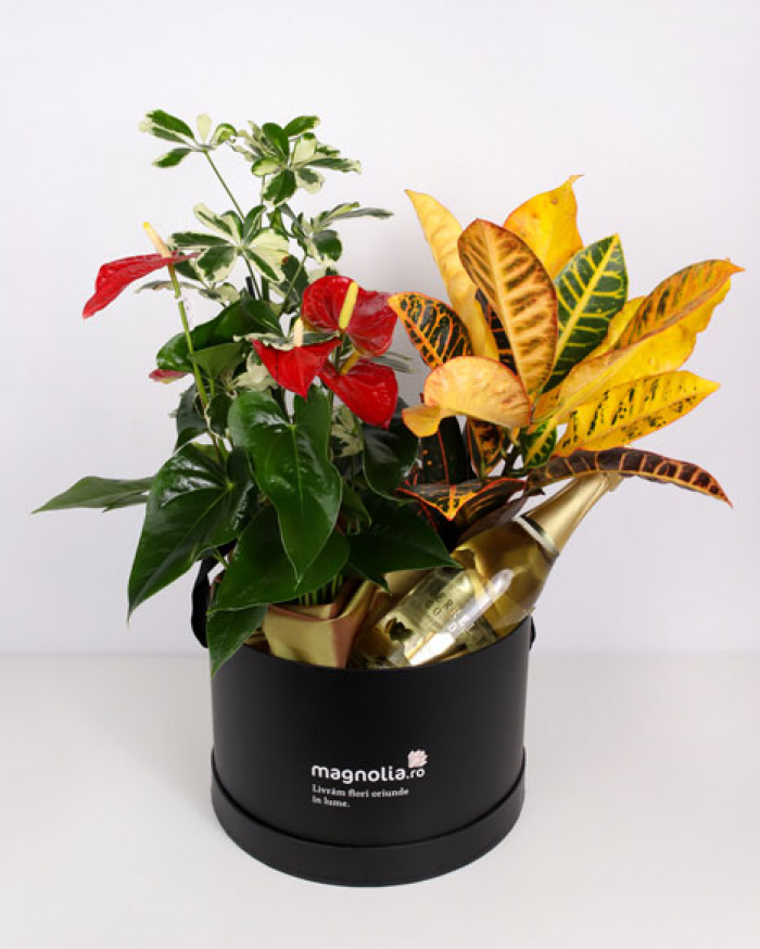 Cutie cu plante si sampanie Gold