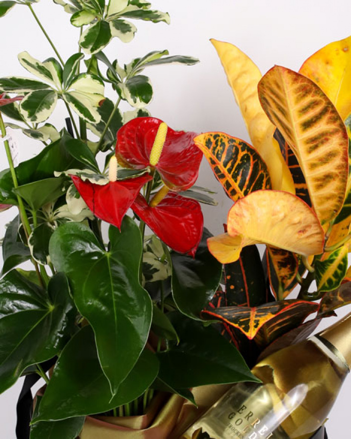 Box with plants and Gold chmapagne – imaginea 2