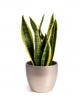 Sansevieria Plant – imaginea 1